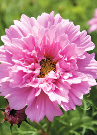 🌸Double Cosmos Seeds-Flower of Happiness