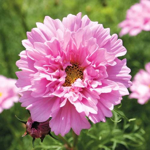 🌸Double Cosmos Seeds-Flower of Happiness