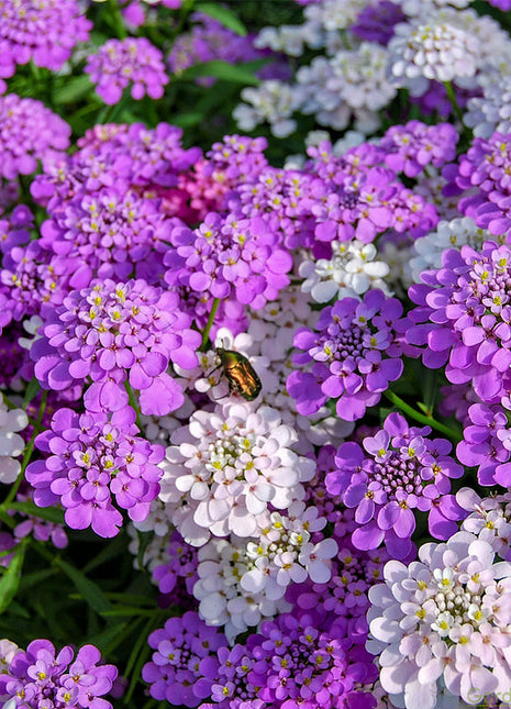 Candytuft Seeds - Mixed Colors