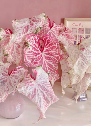 Peppermint Coleus Peperomia Obtusifolia Variegata Seeds