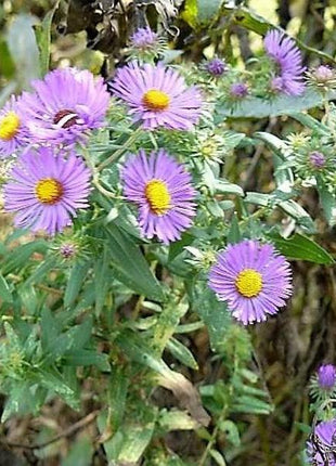 Purple NEW ENGLAND ASTER (Michaelmas Daisy) Aster Novae var Angliae Flower Seeds