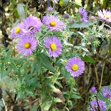 Purple NEW ENGLAND ASTER (Michaelmas Daisy) Aster Novae var Angliae Flower Seeds