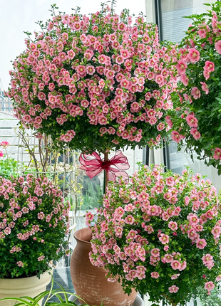 🌸Little Hibiscus Syriacus Seeds