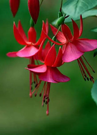 Fuchsia Hybrida Voss Seeds The fairy flower