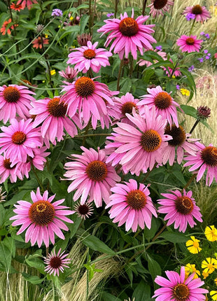 Coneflower Seeds (Echinacea)