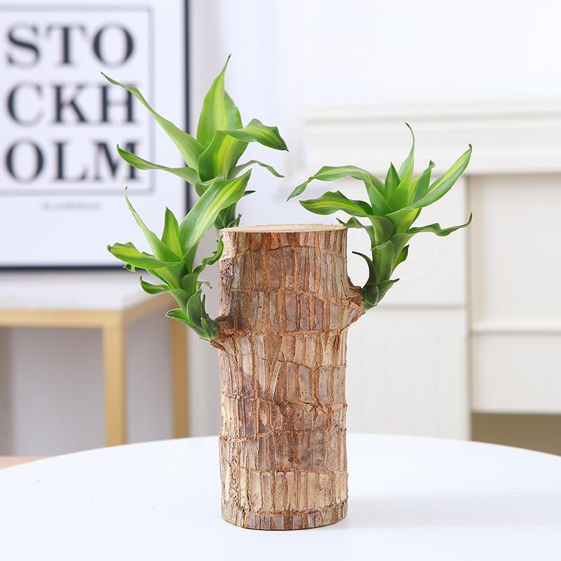 Brazilian Wood Bonsai – Potted Lucky Plant for Desktop or Gift Use