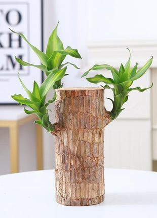 Goodbye Gift – Lucky Brazilian Wood Tree with Tray & Mystical Doll, Symbol of Distance and Lasting Bond