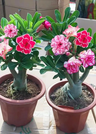 2 Pcs Rainbow Desert Rose Seeds