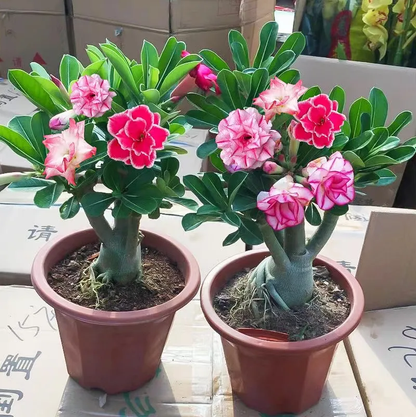 2 Pcs Rainbow Desert Rose Seeds