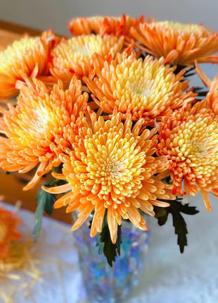 Anna Chrysanthemum Seeds