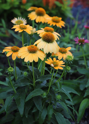 Coneflower Seeds (Echinacea)