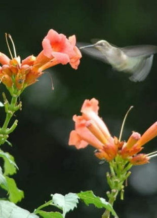 Orange HUMMINGBIRD TRUMPET CREEPER Campsis Radicans Vine Flower Seeds