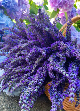 🌿Lavender Seeds Purple Blooming