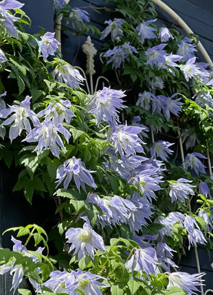 Clematis Macropetala