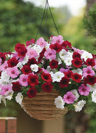 Calibrachoa Paradise Island