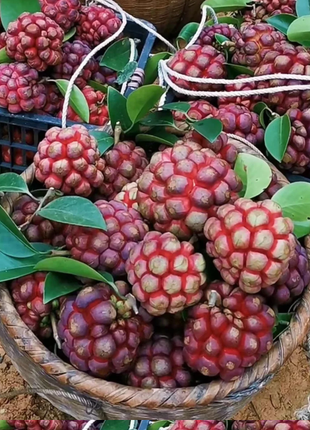 Black Tiger Seeds | Devil Fruit