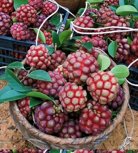 Black Tiger Seeds | Devil Fruit