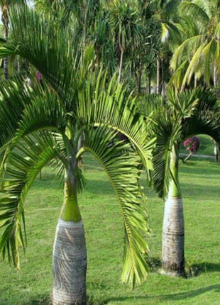 20 Pcs Exotic Bottle Palm Seeds Bonsai Tropical Ornamental Tree Plant Seeds Garden Planting