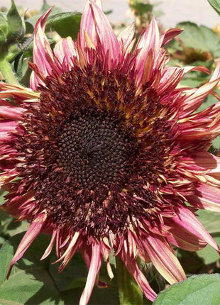 Uniquely different Double Dandy Sunflower Seeds 50 Per Pack