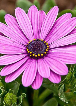 Purple gerbera flower seeds, sun flower