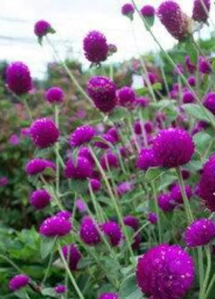 Purple Globe Amaranth Seeds, Gomphrena