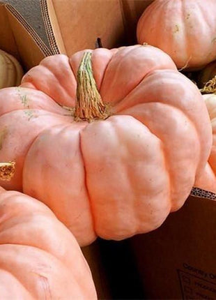Pink Pumpkin Seeds