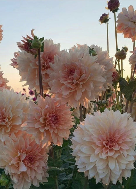 Dahlia Flower Seeds-Symbol Of Gorgeous