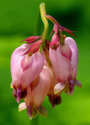 Dicentra formosa 'King of Hearts'