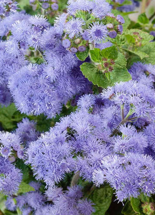Ageratum Seeds—Heirloom Seed