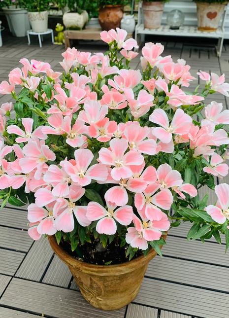 Clarkia amoena, Farewell-to-Spring