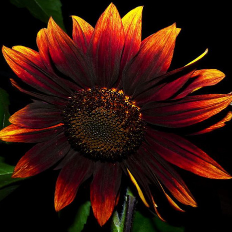 Red Wine Sunflower