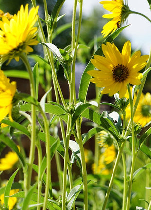 Autumn Magic Pollinator Collection