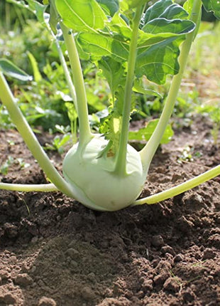 Kohlrabi Korist