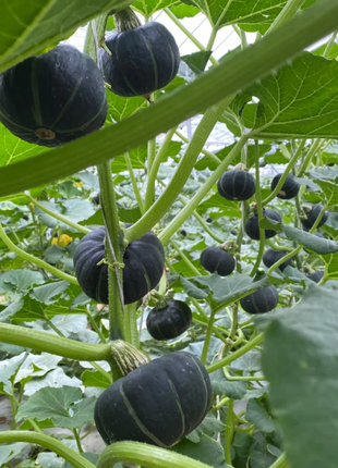 🎃Kabocha Pumpkin Seeds