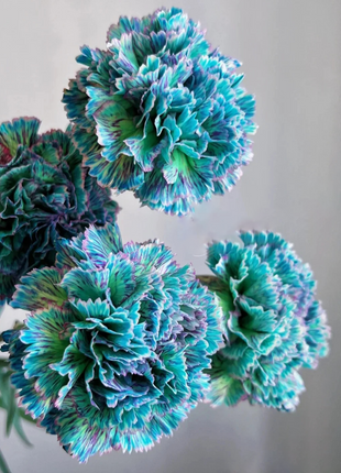 Multi-color Carnation Seeds