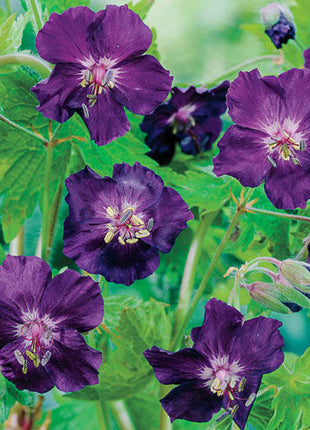 Raven Everblooming Hardy Geranium