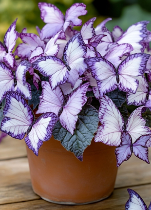 Begonia 'Meteor Butterfly'🦋