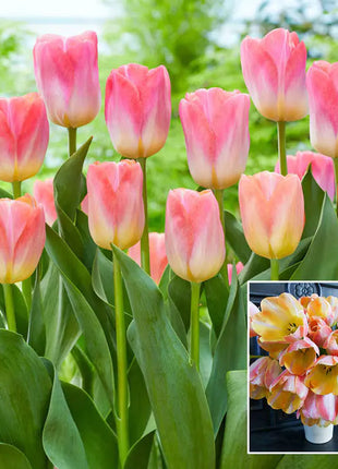 Bonsai Rare Color Tulip Seeds #16