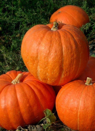 Rare and exotic pumpkin seeds