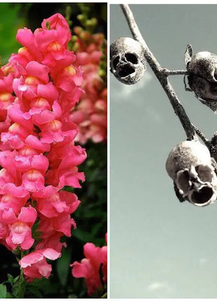 Snapdragon's Skull Flower Custom Mix Seeds