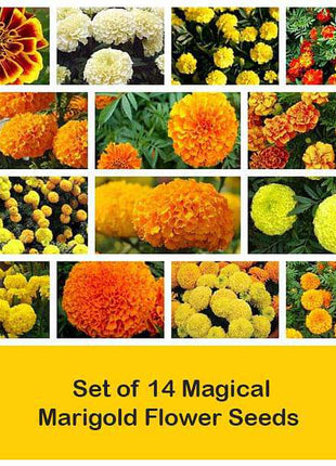 Set of 14 Magical Marigold Flower Seeds