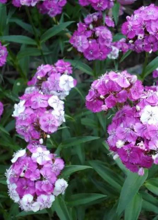 WEE Willie Dwarf SWEET WILLIAM Mixed Colors Dianthus Barbatus Flower Seeds