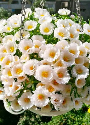 Heavy Petals Pine Leaf Peony