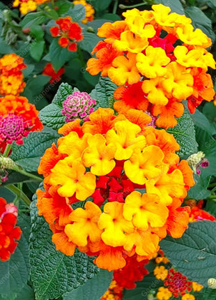 🌺Colorful Elf Lantana Seeds - Repels Mosquitoes And Flies