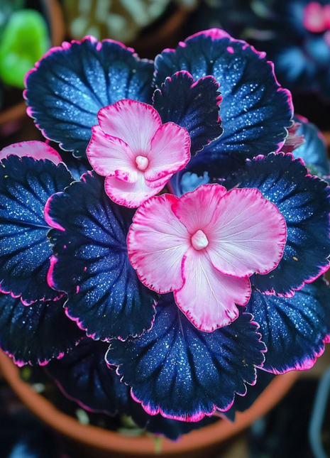 Begonia Rex 'Pink Lightning'