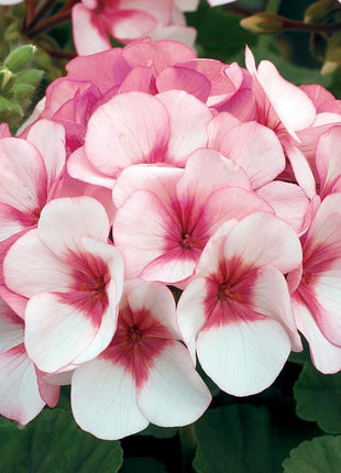 Geranium Maverick MIX