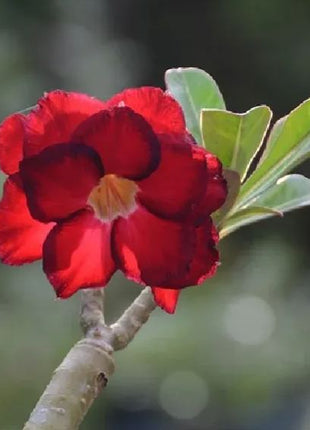 Red heart with black border desert Rose Seeds