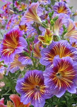 Chilean Morning Glory Seeds