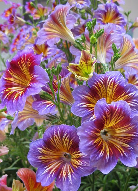 Chilean Morning Glory Seeds