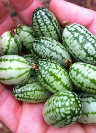 RARE SEEDS THUMB WATERMELON SEEDS